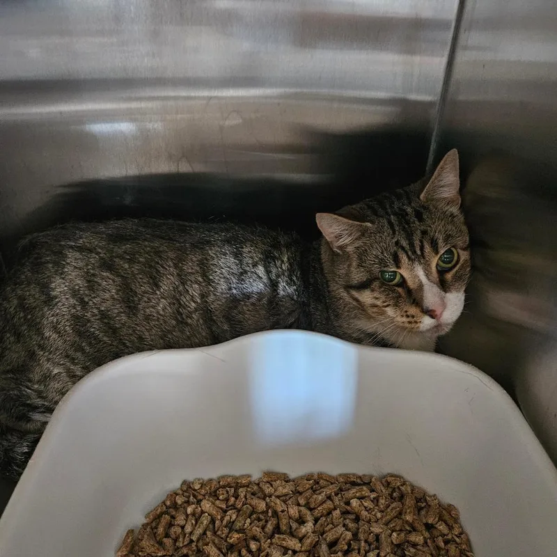 A senior large-sized male Brown / Chocolate Domestic Short Hair cat named Ghost for adoption in Ridgely, MD