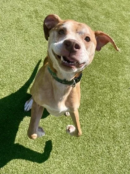 A baby medium-sized male Labrador Retriever dog named Theodore for adoption in Independence, MO