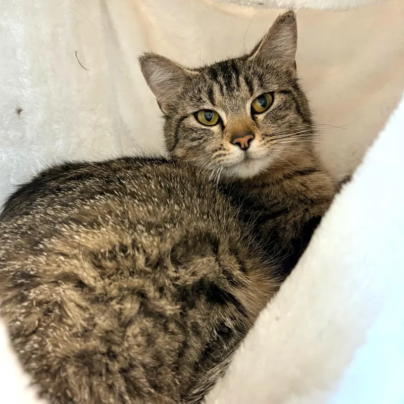 An adult medium-sized female Tabby (Brown / Chocolate) Domestic Short Hair cat named Sushi for adoption in Blackfoot, ID