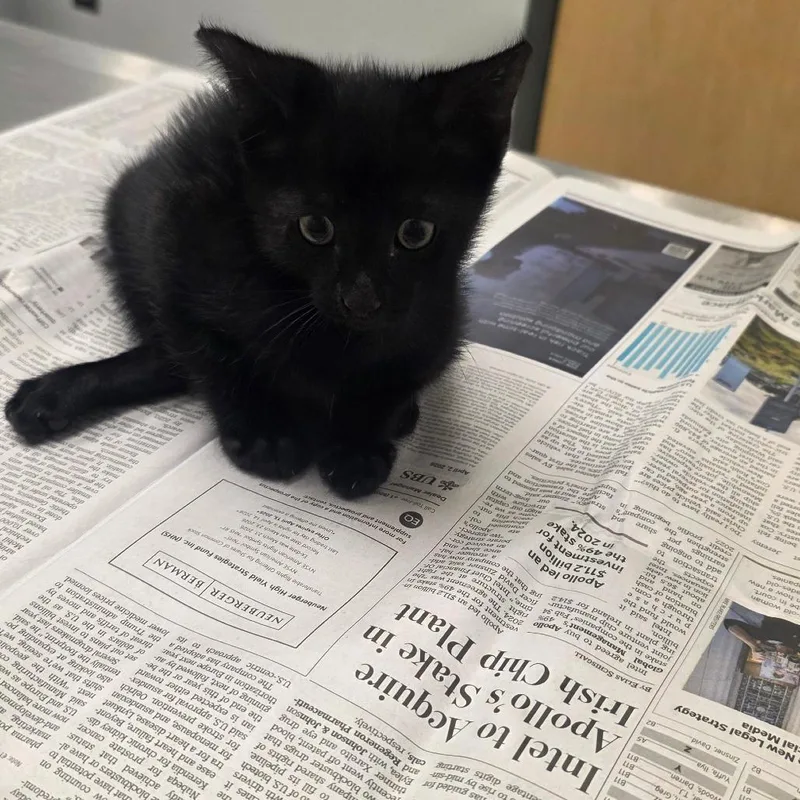 A baby small-sized male Domestic Short Hair cat named Meatball for adoption in Jacksonville, FL