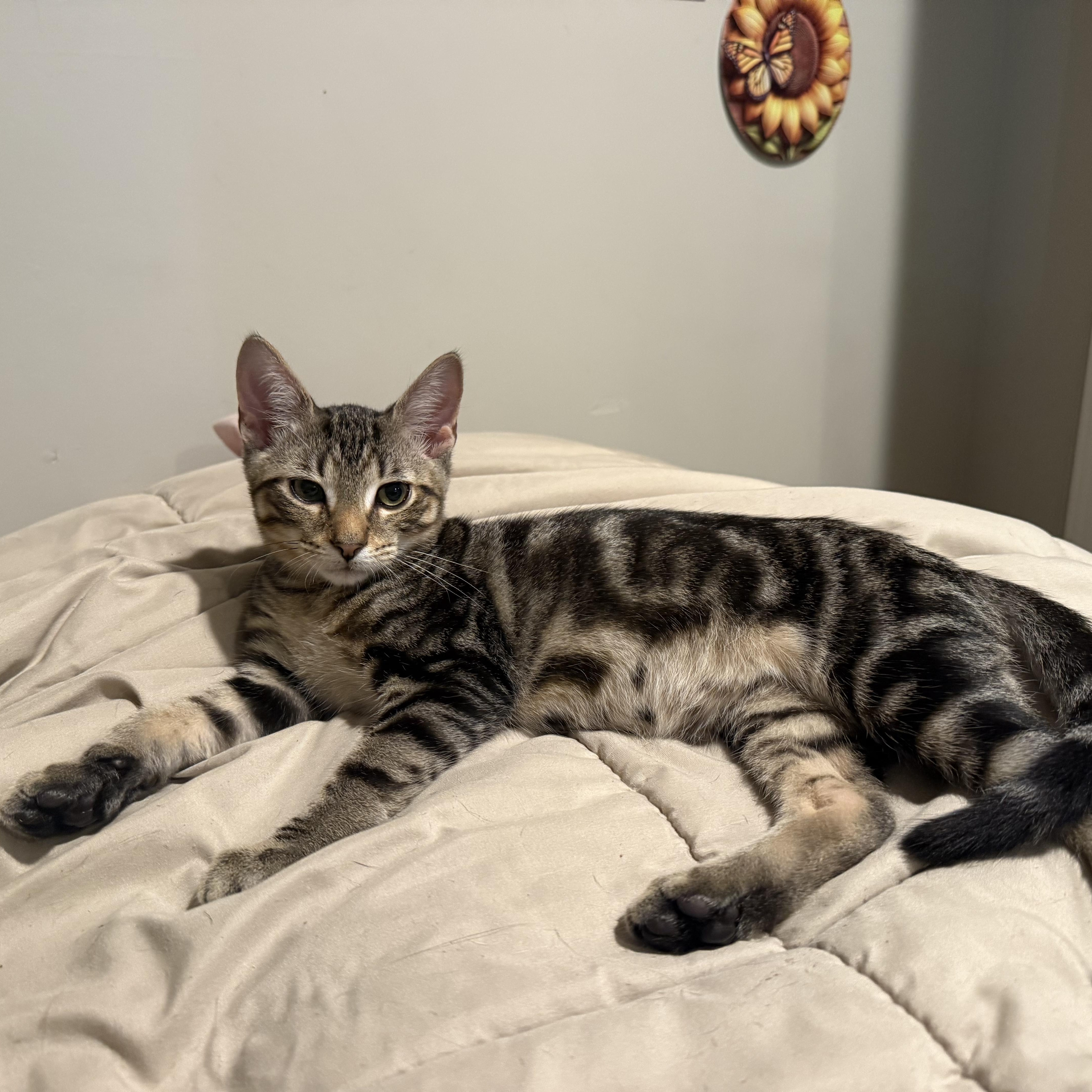 A baby medium-sized male Domestic Short Hair cat named Inferno for adoption in Moriches, NY