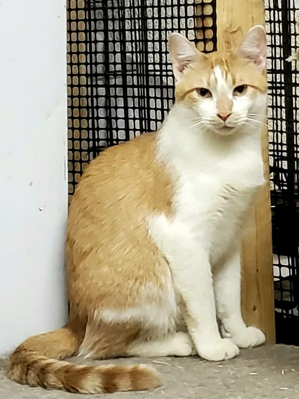 An adult medium-sized male Orange & White Exotic Shorthair cat named Beach Boy Toby for adoption in Lyons, IL