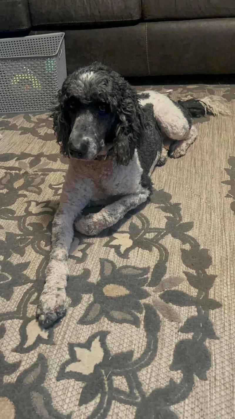 An adult large-sized male White / Cream Standard Poodle dog named Thor for adoption in Albuquerque, NM