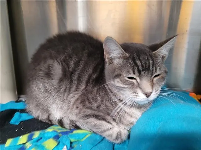 A young small-sized female Domestic Short Hair cat named Kit for adoption in Los Angeles, CA