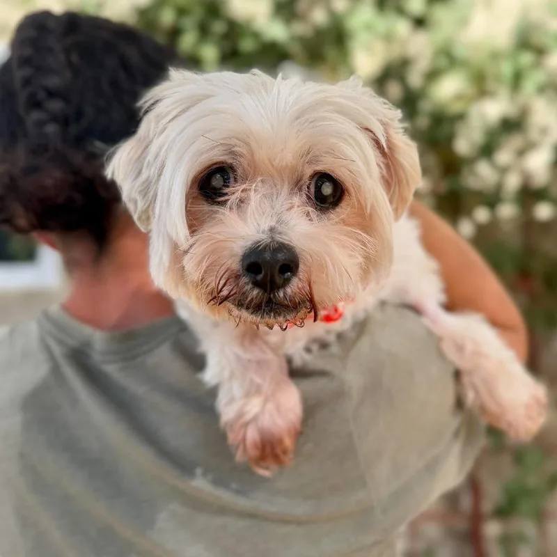 A senior small-sized female White / Cream Maltese dog named Fluffy for adoption in Ramona, CA