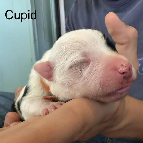 A baby small-sized female White / Cream Australian Cattle Dog / Blue Heeler named Cupid for adoption in Lynchburg, VA