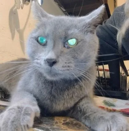 An adult medium-sized female Russian Blue cat named Iris for adoption in Fairhope, AL