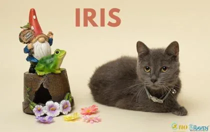 Iris thumbnail 2
