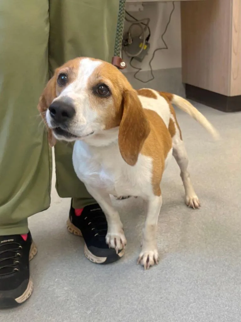 An adult medium-sized female Beagle dog named Blink for adoption in Chillicothe, OH
