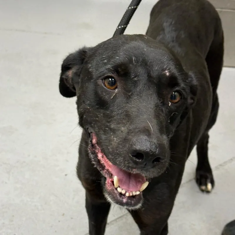 An adult medium-sized female Black Mixed Breed dog named Momma Mia for adoption in Columbus, GA