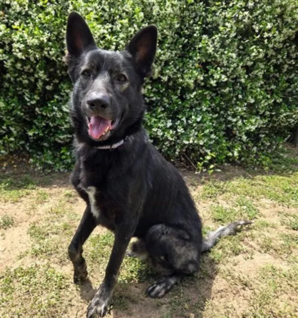 An adult large-sized male German Shepherd Dog dog named Atlas for adoption in Ocala, FL