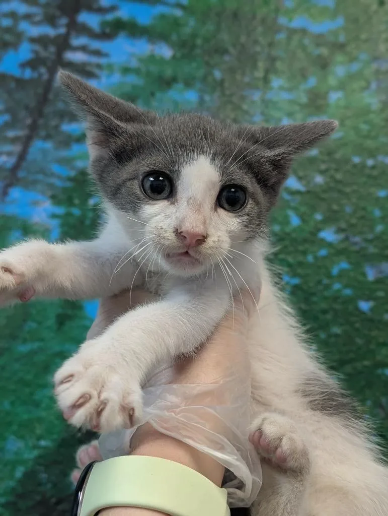 A baby medium-sized male Domestic Short Hair cat named Bart for adoption in New Braunfels, TX