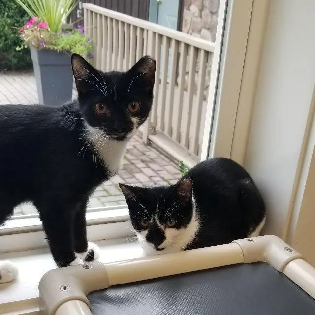A baby medium-sized male Black & White / Tuxedo Tuxedo cat named Count Chocula for adoption in Montour Falls, NY