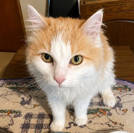 A senior medium-sized female Orange & White American Shorthair cat named Tootsie for adoption in Blue Earth, MN