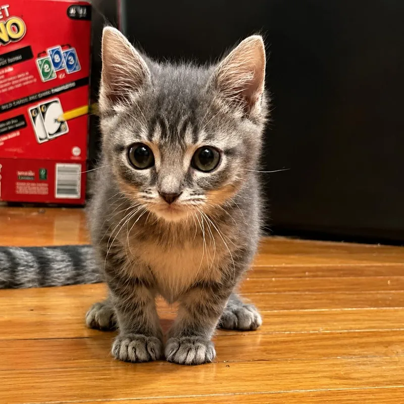 A baby small-sized female Gray / Blue / Silver Domestic Short Hair cat named Ubi Doobi Googoo Baby for adoption in Spruce Pine, NC