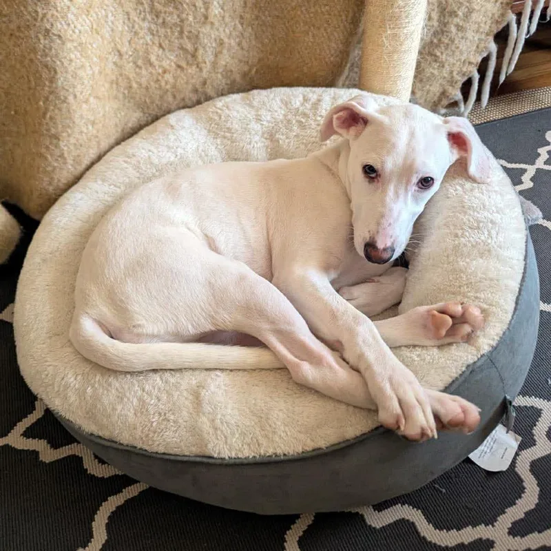 A young medium-sized female White / Cream American Staffordshire Terrier dog named Icicle for adoption in Long Island City, NY