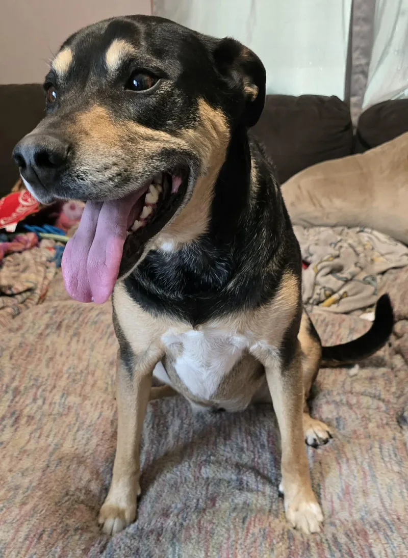 A senior large-sized female Bicolor German Shepherd Dog dog named Gabby for adoption in Grand Rapids, MI
