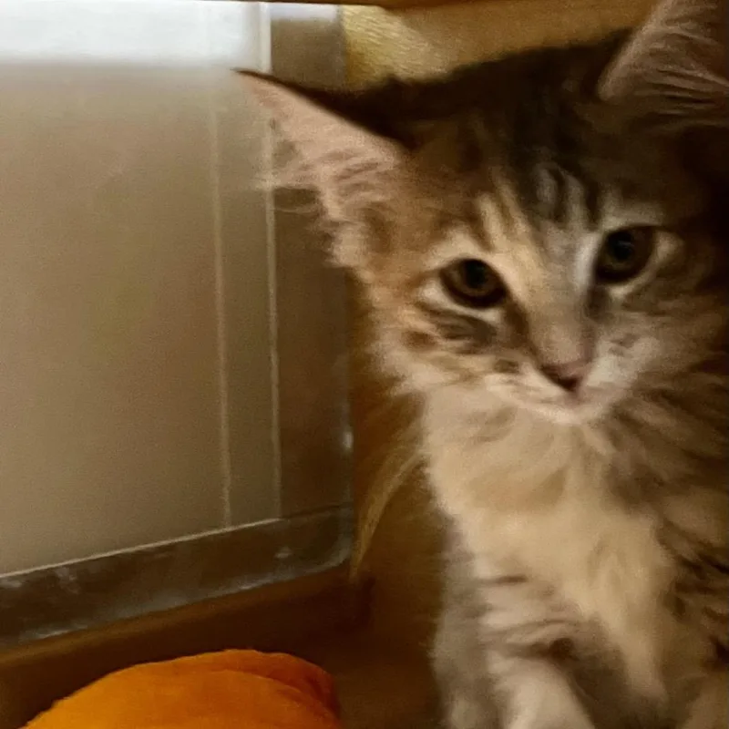 A baby small-sized female Gray / Blue / Silver Domestic Medium Hair cat named Poult for adoption in Las Vegas, NV