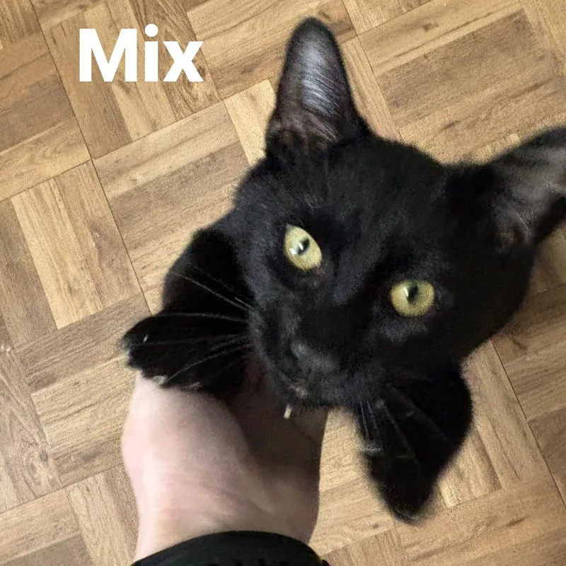 Mix