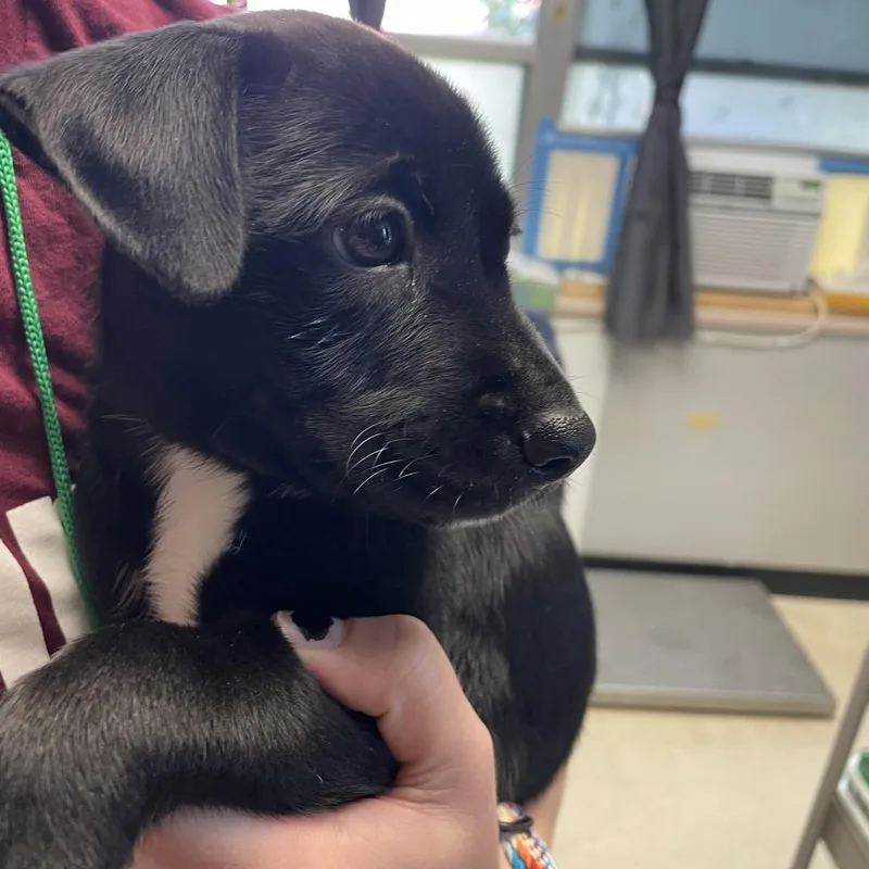 A baby small-sized female White / Cream Mixed Breed dog named Tilly Edinger for adoption in Austin, TX