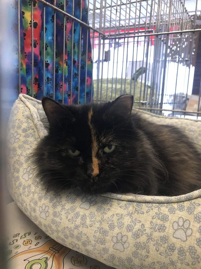 A young medium-sized female Tortoiseshell Domestic Short Hair cat named Chakra for adoption in Parma, OH