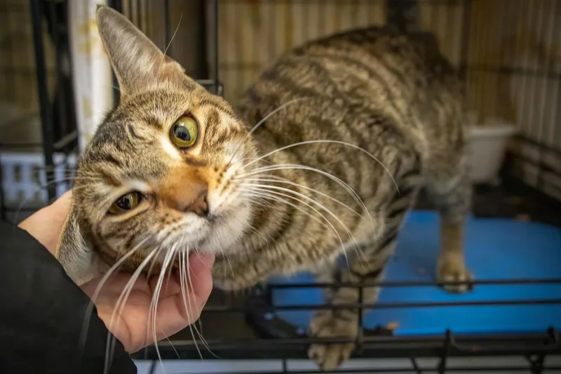 Ferdinand thumbnail 2