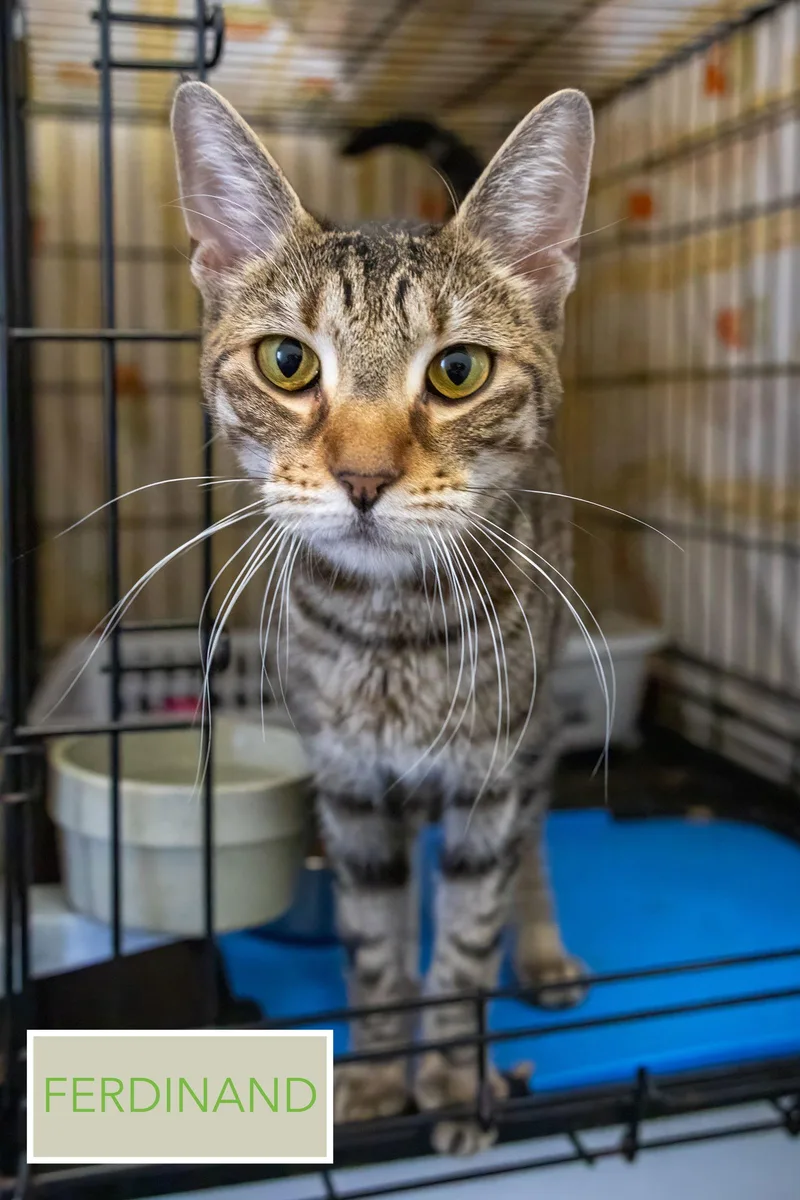 Ferdinand thumbnail 3