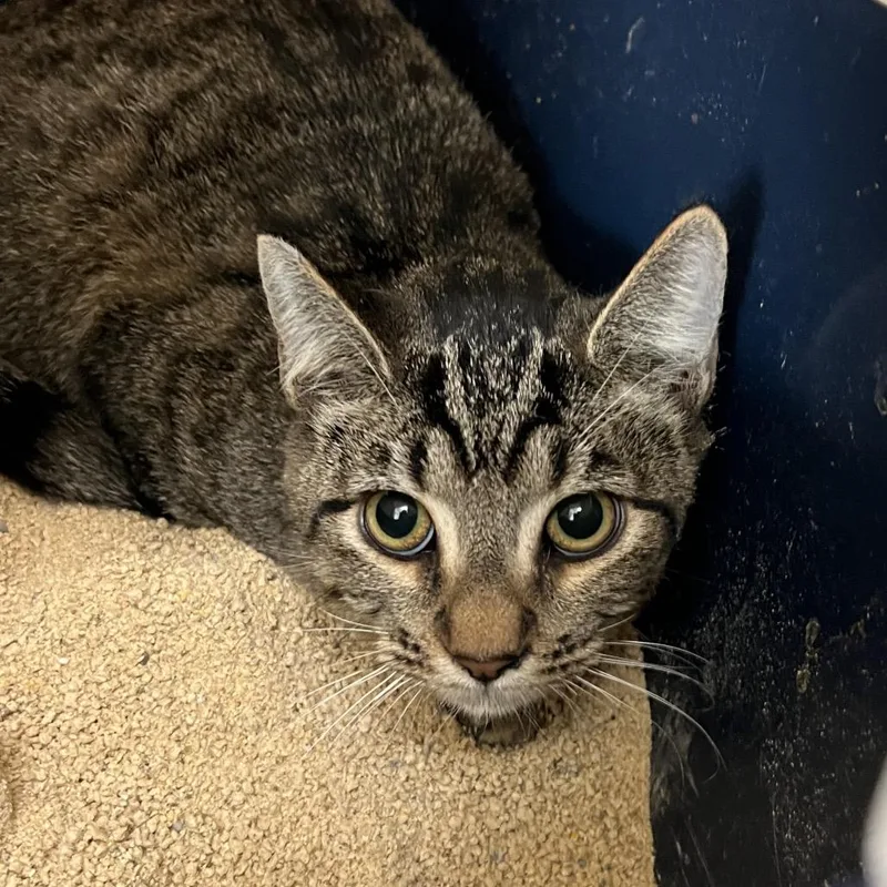 A young large-sized male Brown / Chocolate Domestic Short Hair cat named Skylar for adoption in Las Vegas, NV
