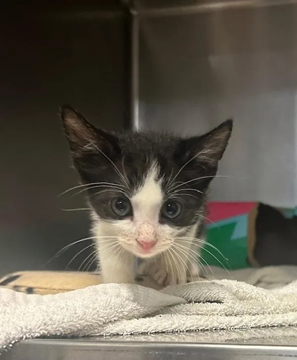 A baby small-sized male Domestic Short Hair cat named Cobalt for adoption in Oceanside, CA