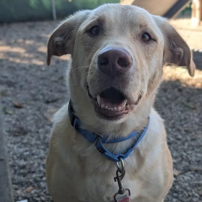 An adult large-sized male Mixed Breed dog named Roofus for adoption in West Olive, MI