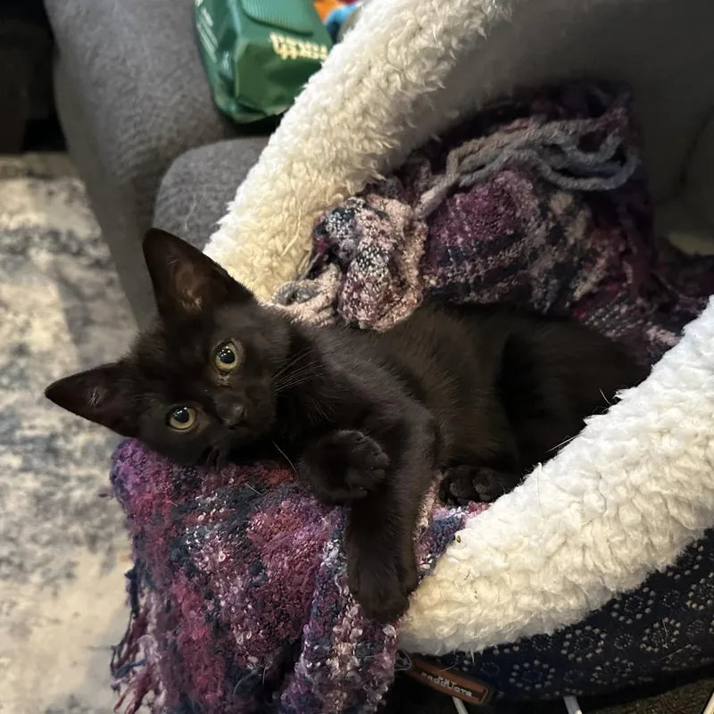 A baby small-sized female Black Domestic Short Hair cat named Magellan for adoption in Oakton, VA