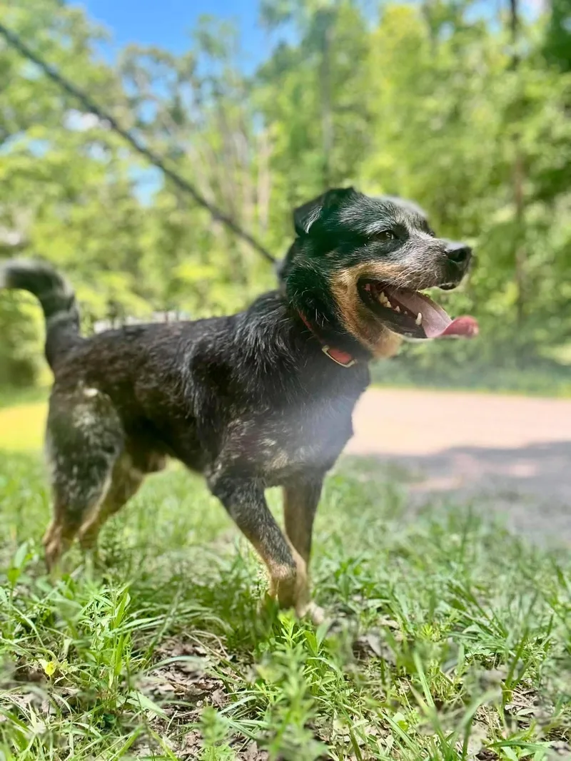 A young medium-sized male Harlequin Australian Cattle Dog / Blue Heeler dog named Bandit for adoption in Waverly, TN