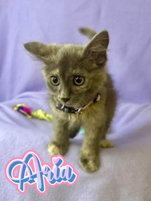 Aria thumbnail 3