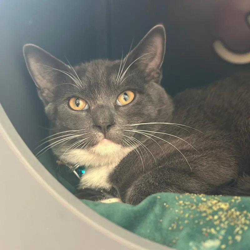 A baby small-sized male Domestic Short Hair cat named Wyatt for adoption in Port Washington, NY