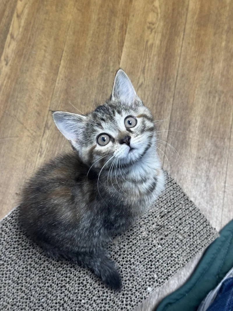 A baby small-sized female Domestic Long Hair cat named Sleeping Beauty for adoption in Bethel Park, PA