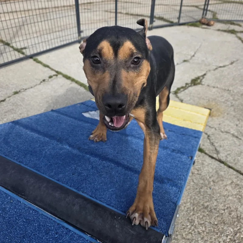 A young medium-sized female Bicolor Mixed Breed dog named Marina for adoption in PHILADELPHIA, TN