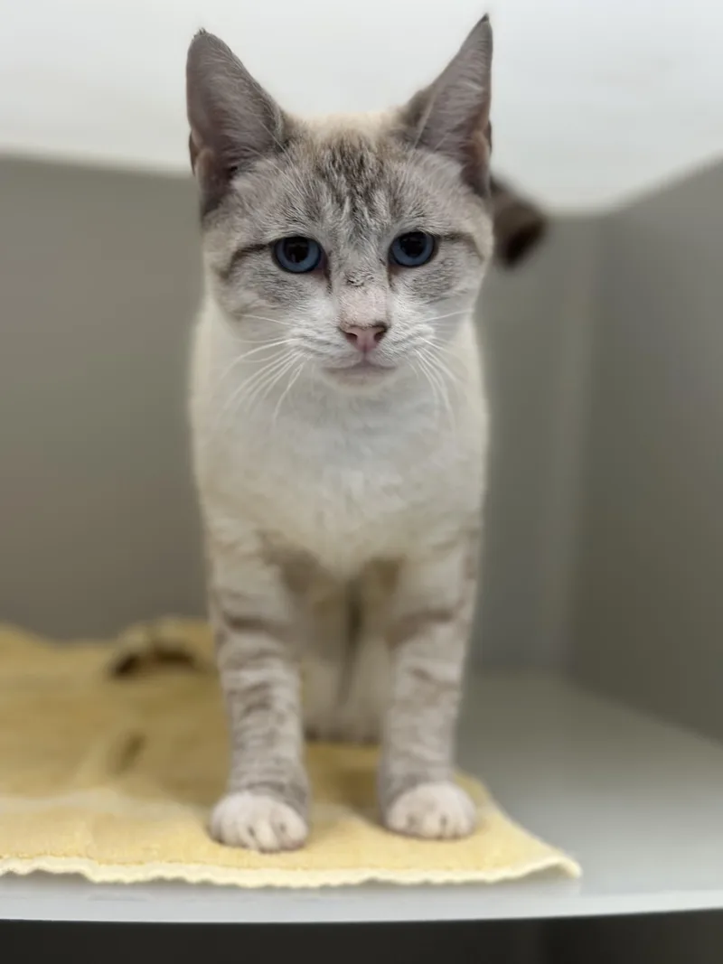 A young small-sized male Tabby (Brown / Chocolate) Domestic Short Hair cat named Tundra for adoption in Stafford, VA