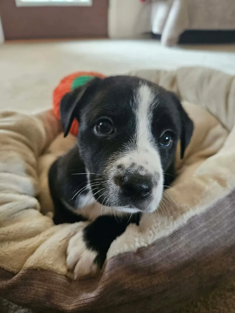 A baby large-sized female Australian Cattle Dog / Blue Heeler named Presley for adoption in Berlin, NJ