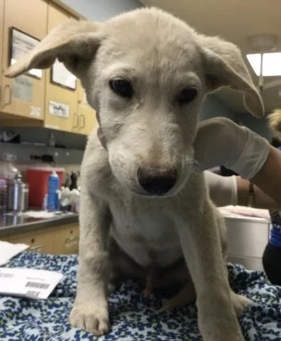 A baby small-sized male Siberian Husky dog named Pepperoni for adoption in Riverside, CA