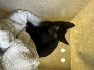 A baby small-sized male Domestic Short Hair cat named Crow for adoption in Norco, CA