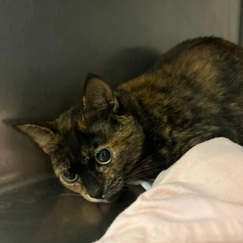 An adult medium-sized female Tortoiseshell Domestic Short Hair cat named Ma'am for adoption in Chattanooga, TN