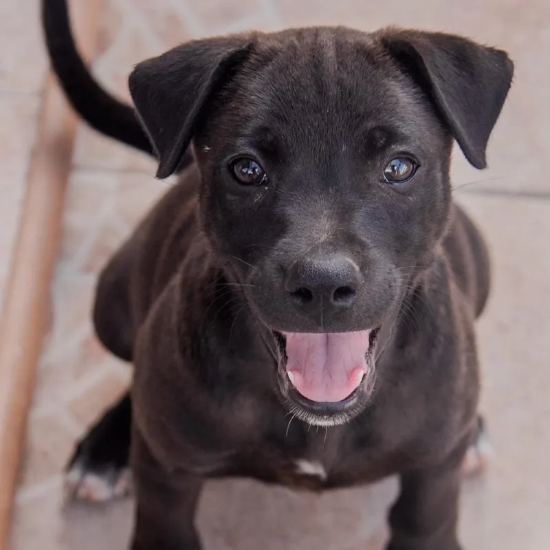 A baby medium-sized male Labrador Retriever dog named Night for adoption in Lake Hopatcong, NJ
