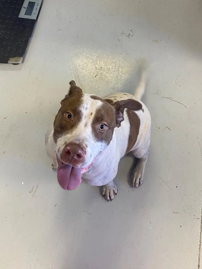A young large-sized male Labrador Retriever dog named Okie for adoption in Greenwood, MS
