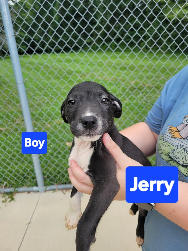 A young large-sized male Black Labrador Retriever dog named Jerry for adoption in VANDALIA, IL