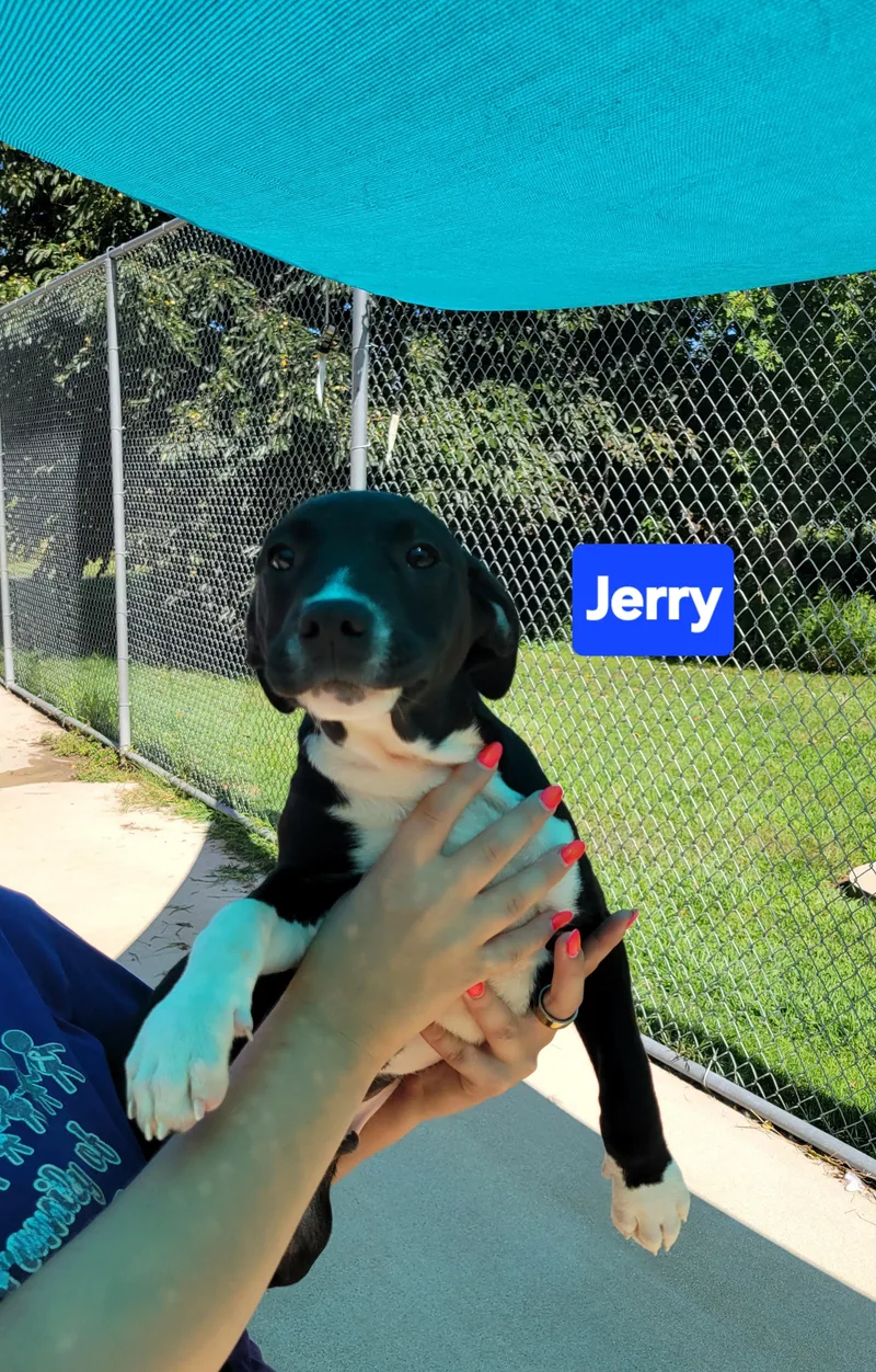 Jerry thumbnail 4