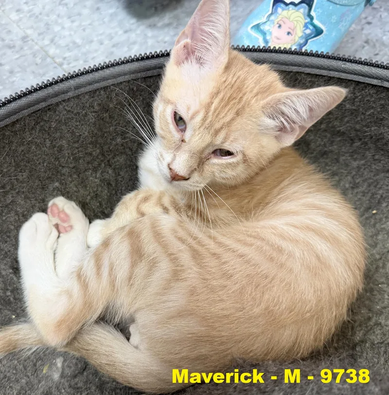 Maverick