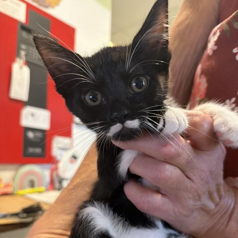 A baby small-sized female Black Domestic Short Hair cat named Bonnie for adoption in Port Charlotte, FL