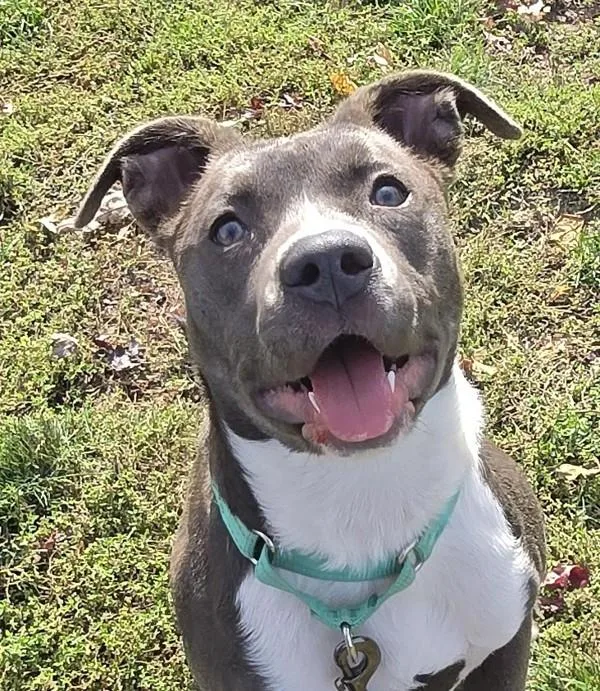 A young medium-sized female American Staffordshire Terrier dog named Ducky for adoption in Salem, OR