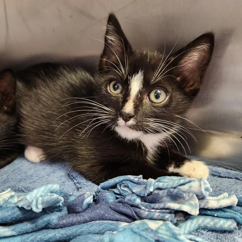 A baby small-sized female Black Domestic Short Hair cat named Turtle for adoption in Naples, FL