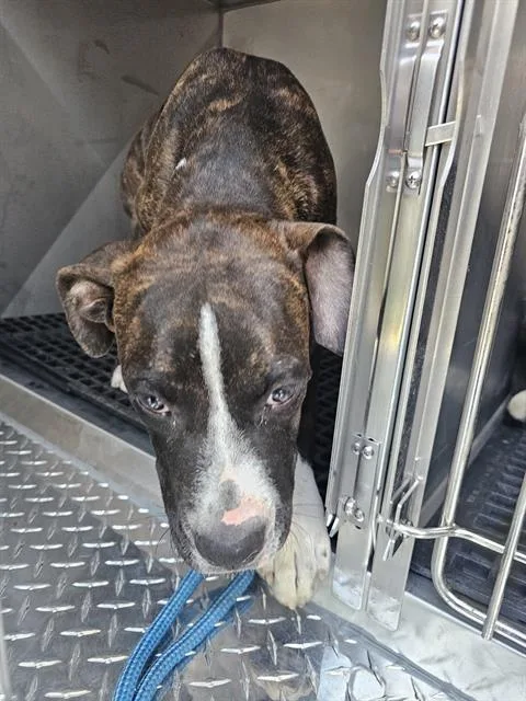 A young large-sized male Mixed Breed dog named Lieutenant for adoption in Dallas, TX